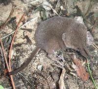 Image of: Sorex arcticus (Arctic shrew)