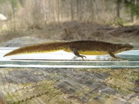 Triturus montandoni - Carpathian Newt