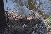 Ciconia ciconia - White Stork