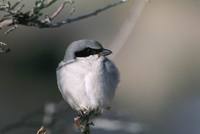 Lanius ludovicianus - Loggerhead Shrike