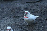 Cacatua tenuirostris - Long-billed Corella