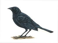 Image of: Gnorimopsar chopi (Chopi blackbird)