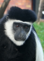 Colobus guereza caudatus