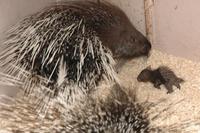 Hystrix indica - Indian Crested Porcupine