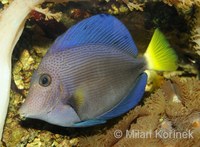 Zebrasoma xanthurum - Dusky Sailfin Tang