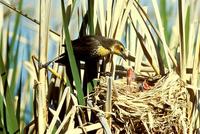 Image of: Xanthocephalus xanthocephalus (yellow-headed blackbird)