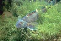 Image of: Etheostoma blennioides (greenside darter)