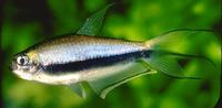 Image of: Nematobrycon palmeri (emperor tetra)