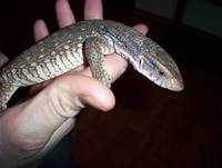 Varanus exanthematicus - Savannah Monitor