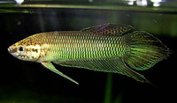 betta belica. from selangor