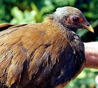 Philippine Scrubfowl - Megapodius cumingii