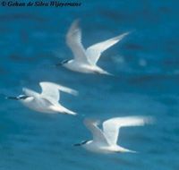 Sandwich Tern - Sterna sandvicensis