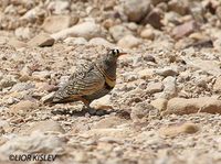 Lichtenstein's Sandgrouse - Pterocles lichtensteinii