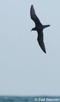 Jouanin's Petrel - Bulweria fallax