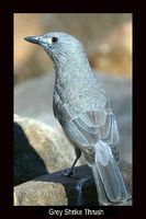 Grey Shrike-thrush