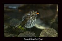 Regent Bowerbird