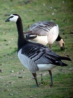 Barnacle Goose - Branta leucopsis