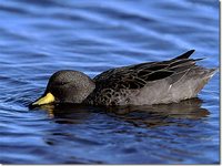 Speckled Teal - Anas flavirostris