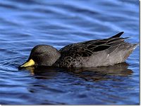 Speckled Teal - Anas flavirostris