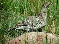 Blue Grouse - Dendragapus obscurus