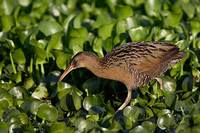 King Rail (Rallus elegans) photo