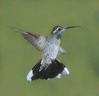 Blue-throated Hummingbird (Lampornis clemenciae) photo