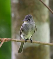 Tropical Pewee (Contopus cinereus) photo