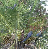 Lear's Macaw - Anodorhynchus leari