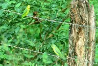 Blue-winged Parrotlet - Forpus xanthopterygius