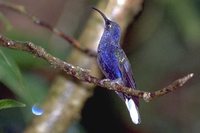 Violet Sabrewing - Campylopterus hemileucurus