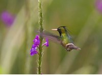 Black-crested Coquette - Lophornis helenae