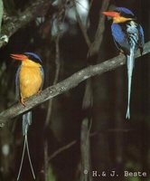 Buff-breasted Paradise-Kingfisher - Tanysiptera sylvia