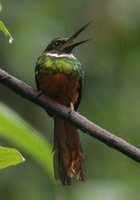 Rufous-tailed Jacamar - Galbula ruficauda