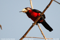 Double-toothed Barbet - Lybius bidentatus