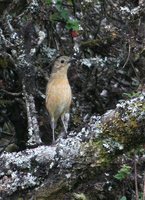 Tawny Antpitta - Grallaria quitensis