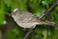 White-crested Elaenia - Elaenia albiceps