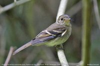 Euler's Flycatcher - Lathrotriccus euleri