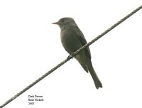 Dark Pewee - Contopus lugubris