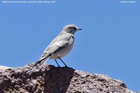 White-fronted Ground-Tyrant - Muscisaxicola albifrons