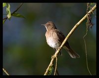 Black-billed Thrush - Turdus ignobilis