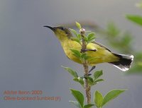 Olive-backed Sunbird - Cinnyris jugularis