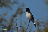 Pied Honeyeater - Certhionyx variegatus