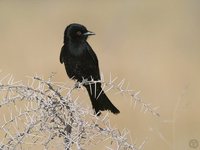 Fork-tailed Drongo - Dicrurus adsimilis