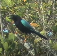 Yucatan Jay - Cyanocorax yucatanicus