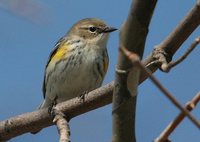 Yellow-rumped Warbler - Dendroica coronata