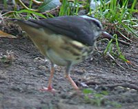 Louisiana Waterthrush - Seiurus motacilla