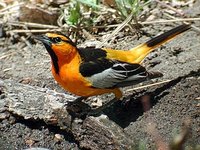 Bullock's Oriole - Icterus bullockii