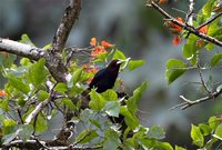 Chestnut-headed Oropendola - Psarocolius wagleri