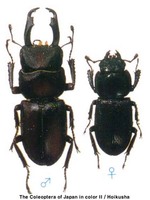 줄사슴벌레 - Macrodorcas striatipennis