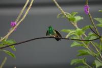 Snowy-bellied Hummingbird